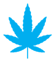 Birch leaf icon (2) color filled icon