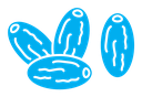 Date fruit color filled icon