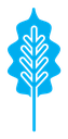 Oak leaf with veins color filled icon