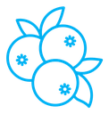 Blueberry icon (2) color outline icon