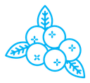 Blueberry color outline icon