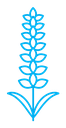 Lavender color outline icon